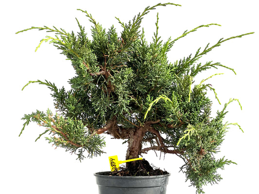 Juniperus Chinensis Kyshu 2874