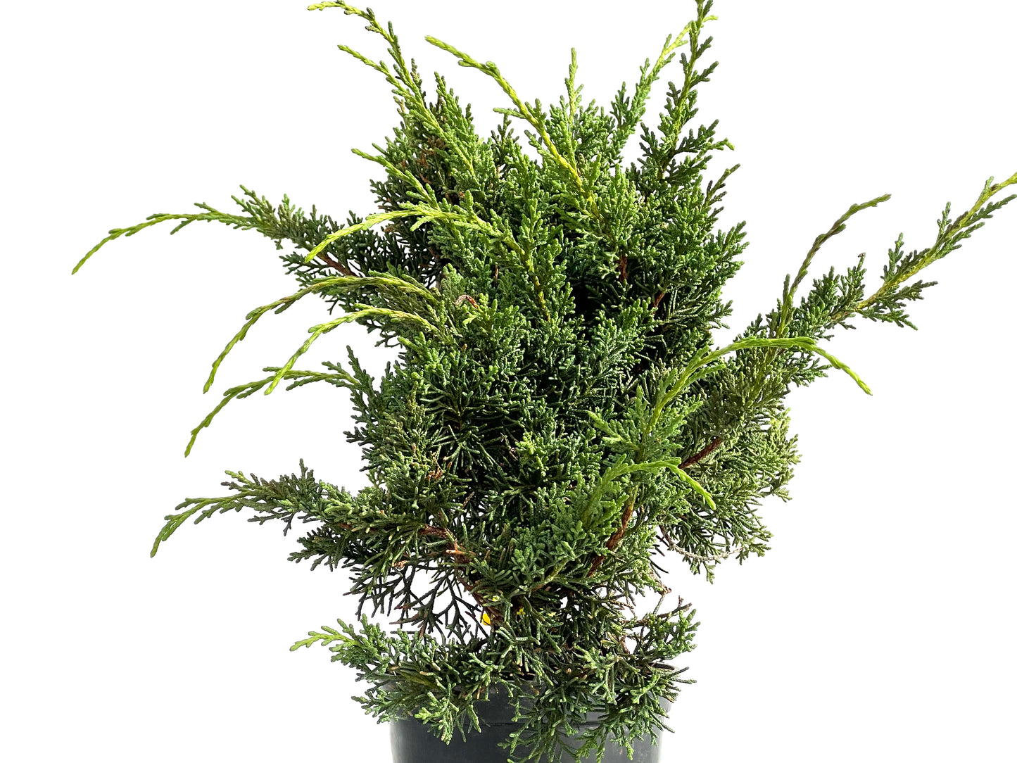 Juniperus Chinensis Kyshu 2874