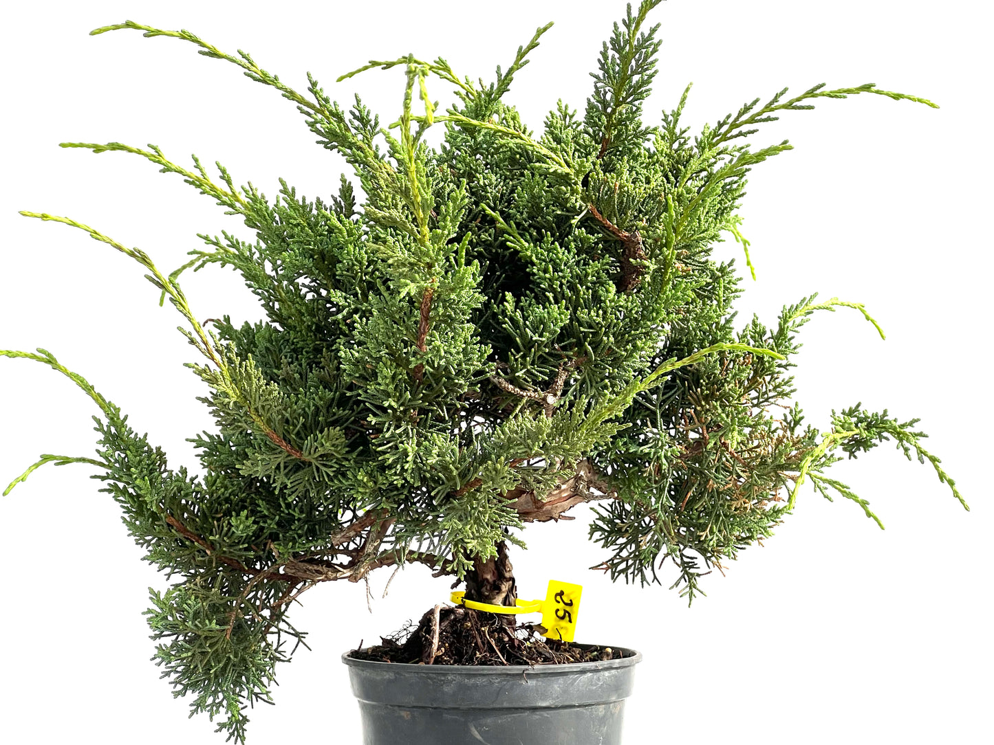 Juniperus Chinensis Kyshu 2874