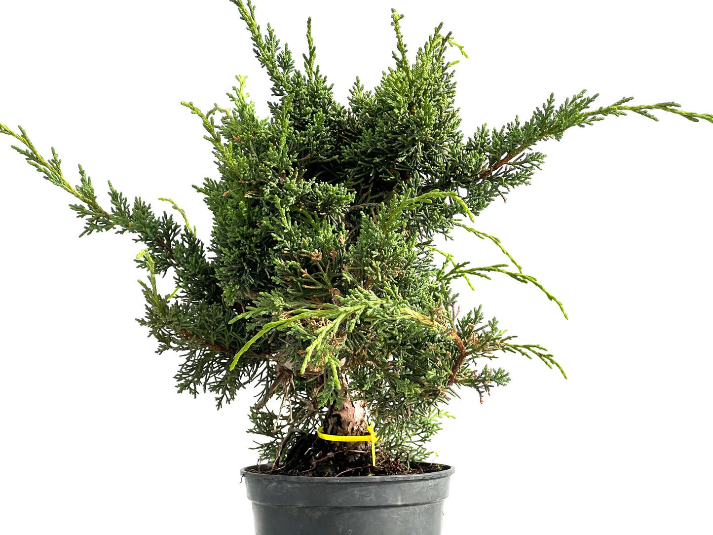 Juniperus Chinensis Kyshu 2874