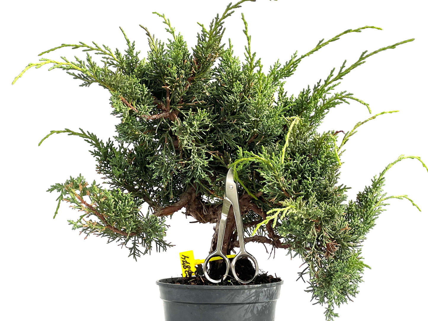 Juniperus Chinensis Kyshu 2874