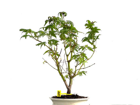 Acer Palmatum 2878