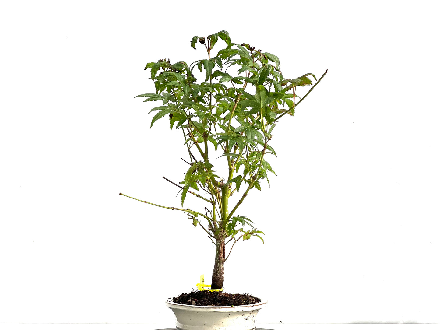 Acer Palmatum 2878