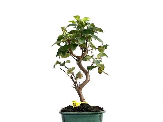Malus Everest 2854