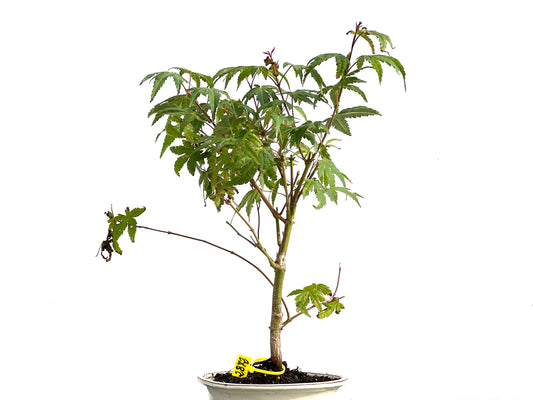 Acer Palmatum 2872