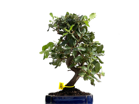Quercus Suber 2851