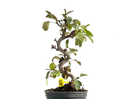Malus Sargentii 2873