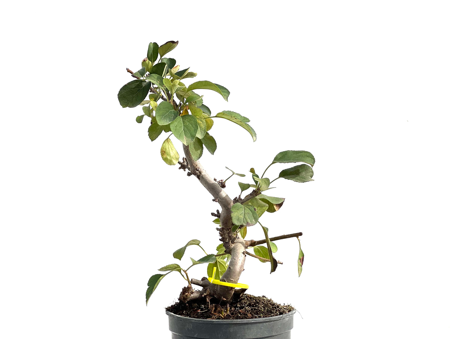Malus Sargentii 2873
