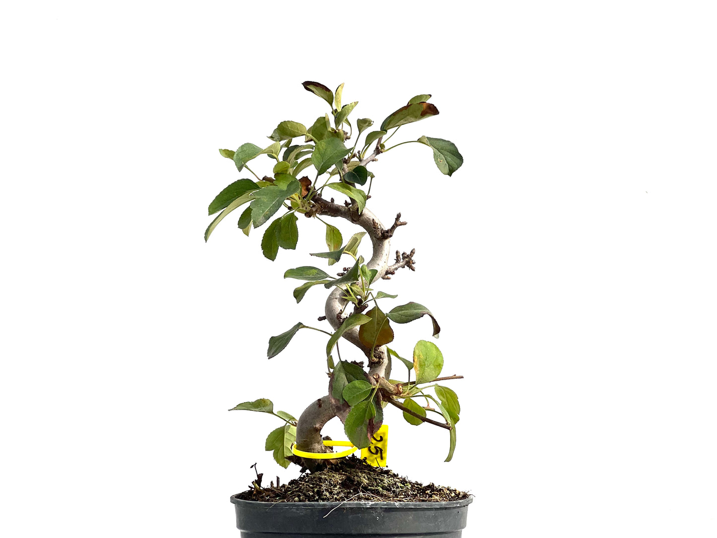 Malus Sargentii 2873