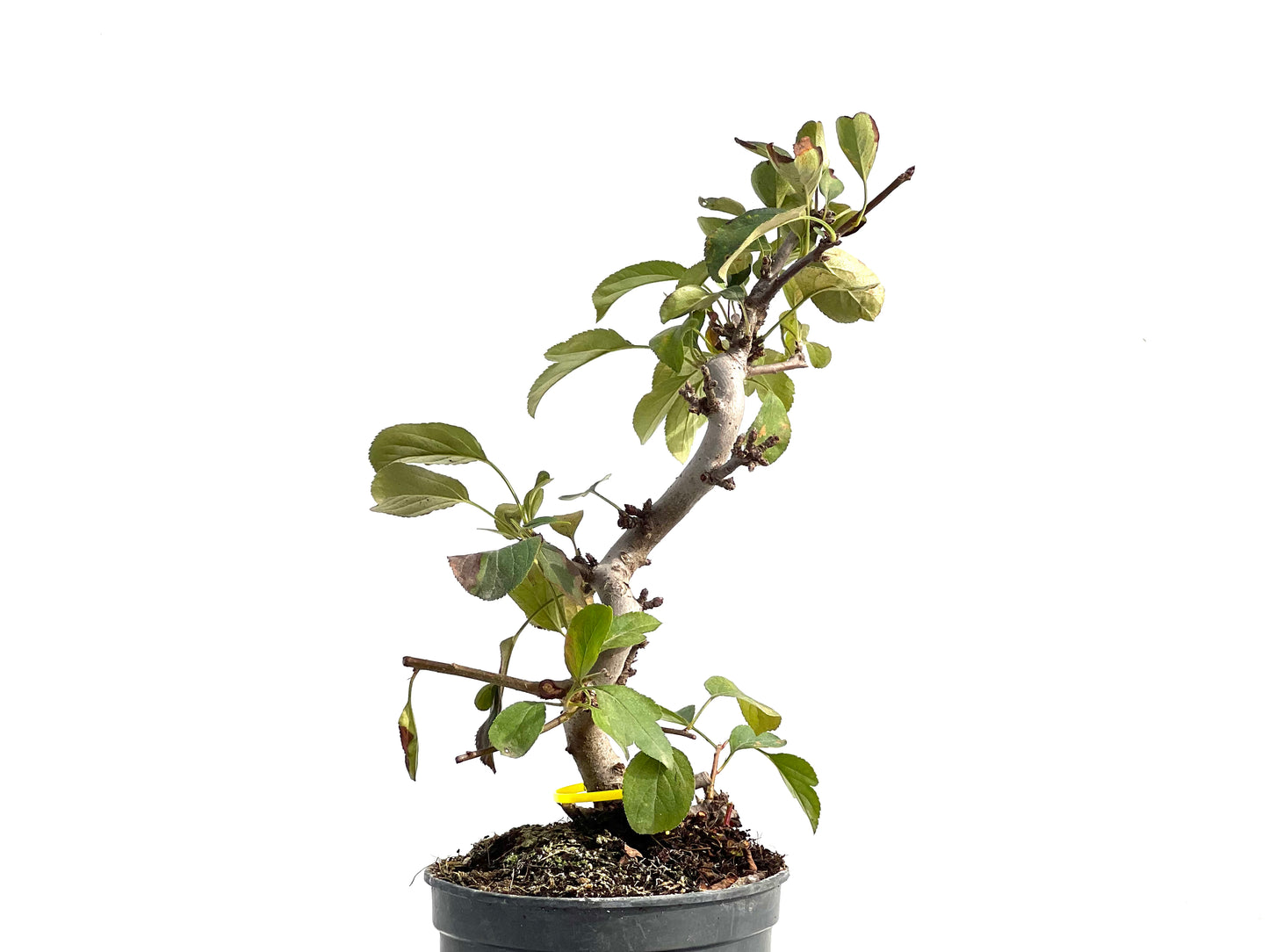 Malus Sargentii 2873