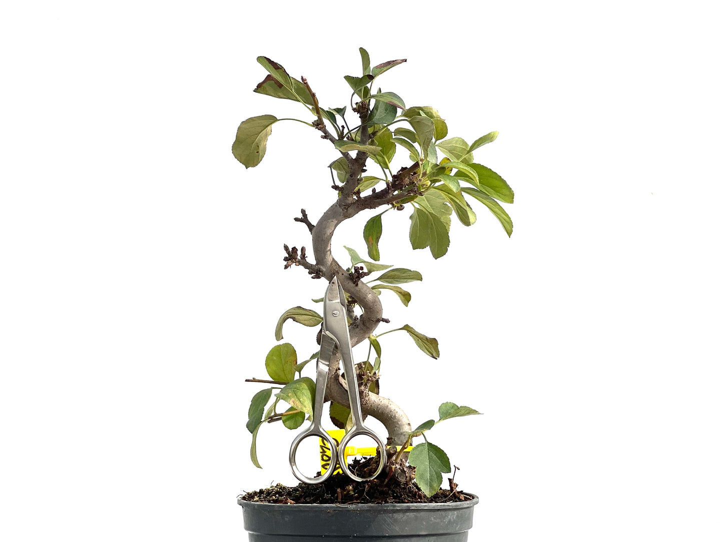 Malus Sargentii 2873