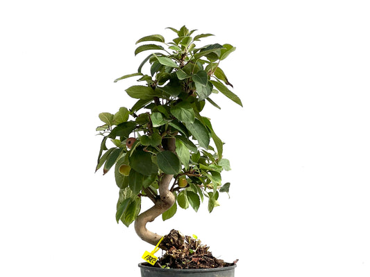 Malus Everest 2881