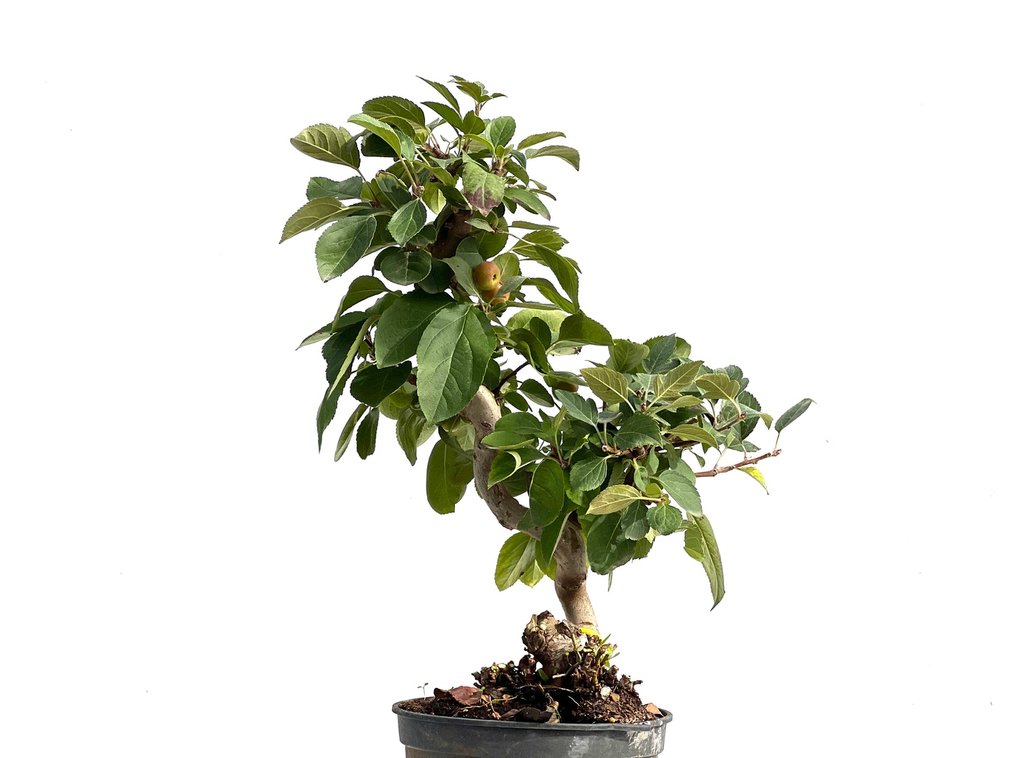 Malus Everest 2881