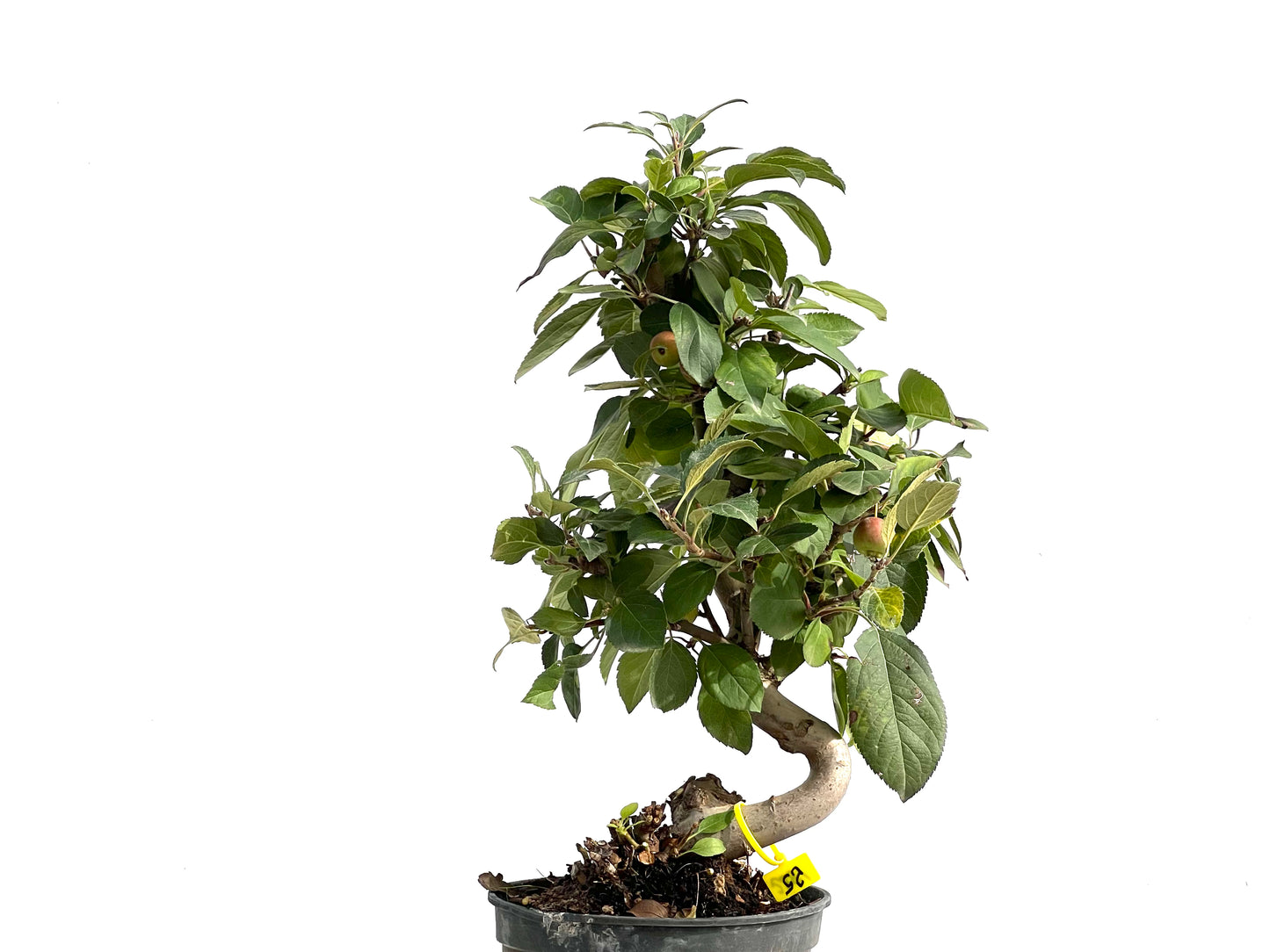 Malus Everest 2881