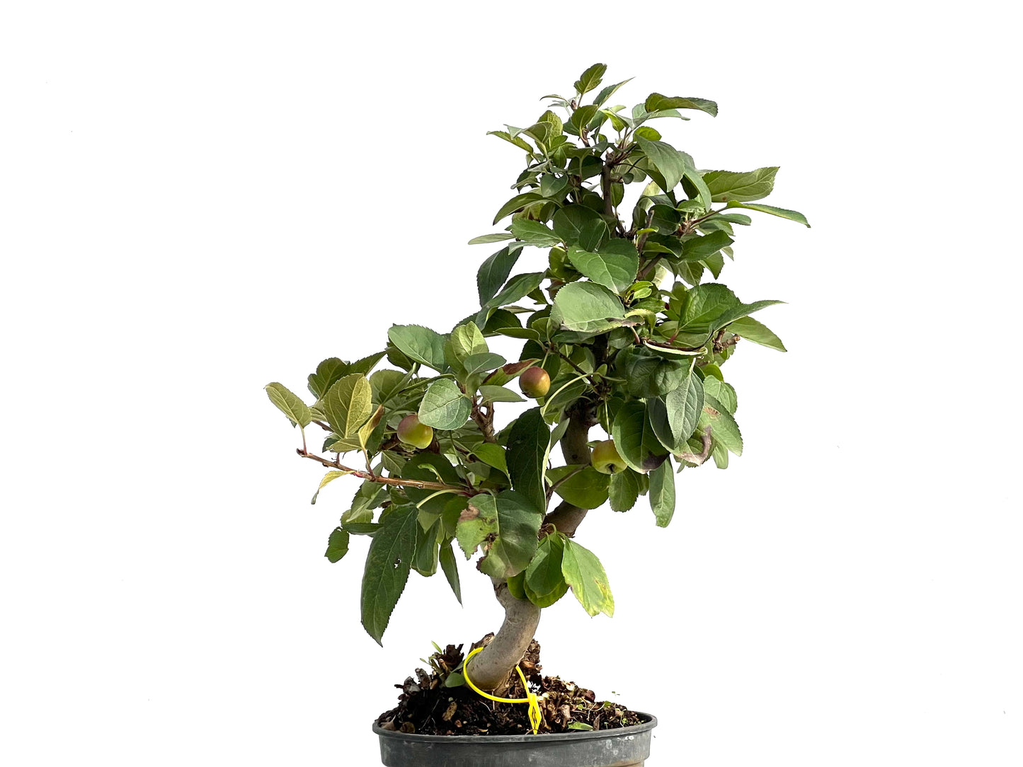 Malus Everest 2881