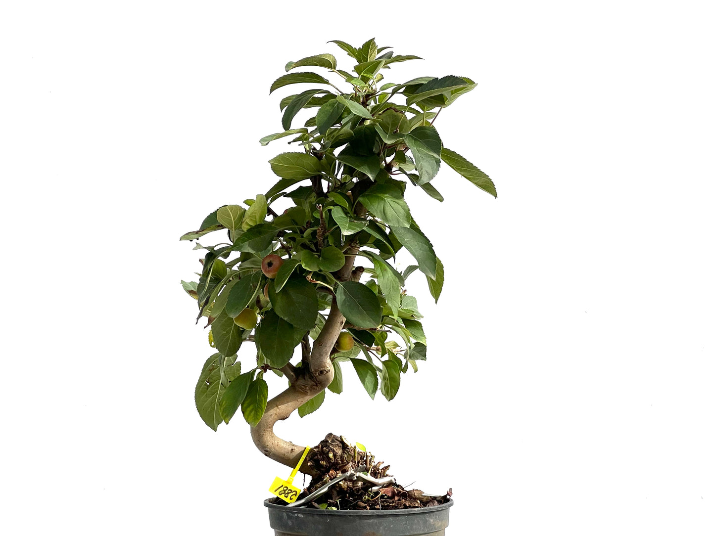 Malus Everest 2881