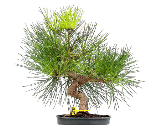 Pinus Thunbergii 2897