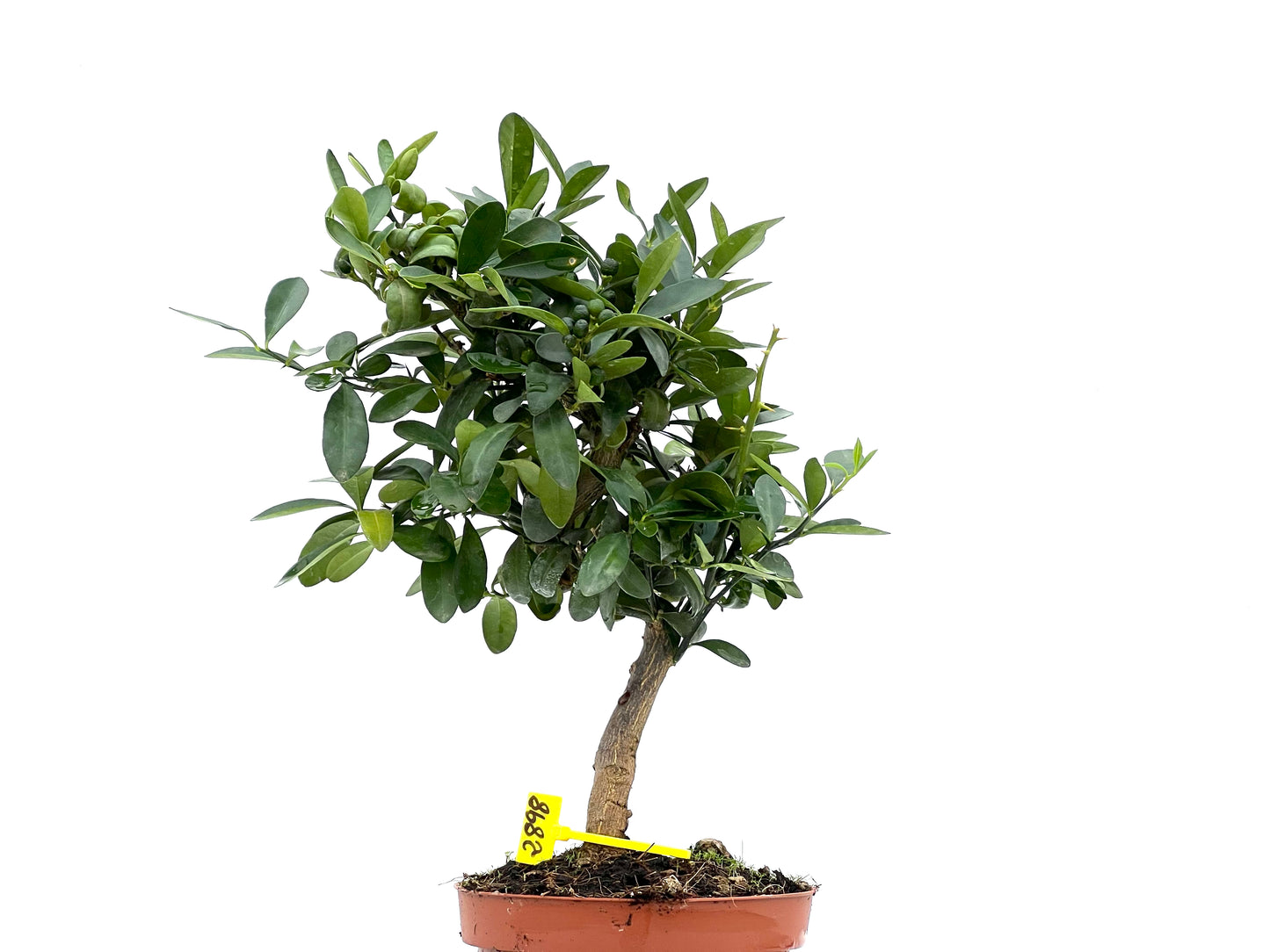 Citrus Kinzu 2898