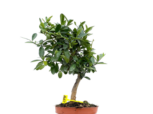 Citrus Kinzu 2898