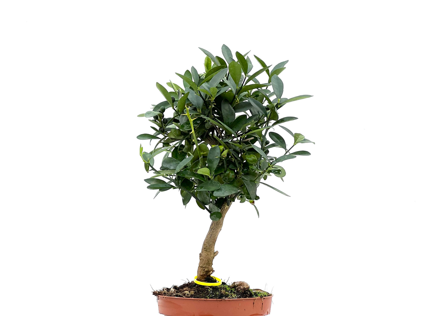 Citrus Kinzu 2898