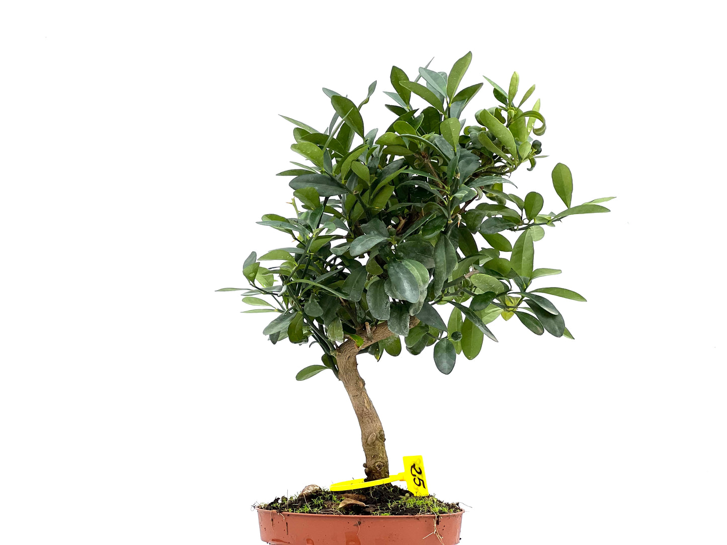 Citrus Kinzu 2898