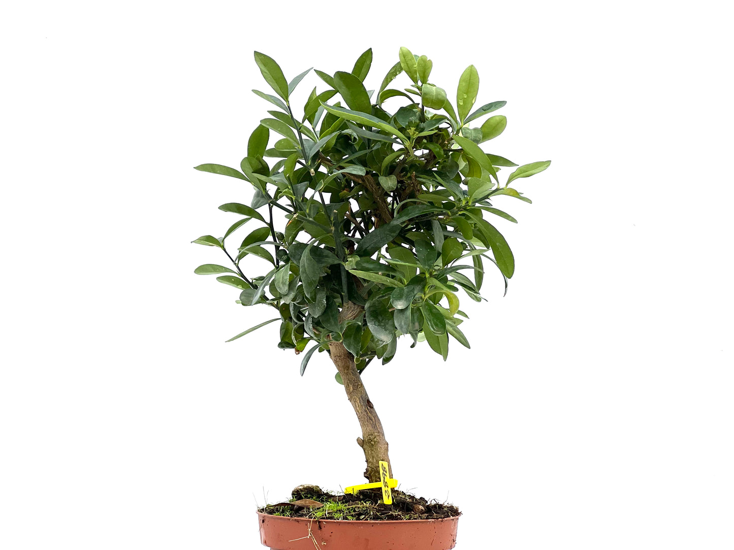 Citrus Kinzu 2898