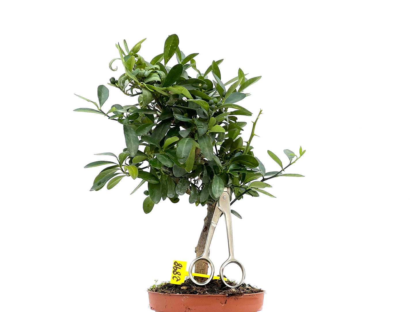 Citrus Kinzu 2898