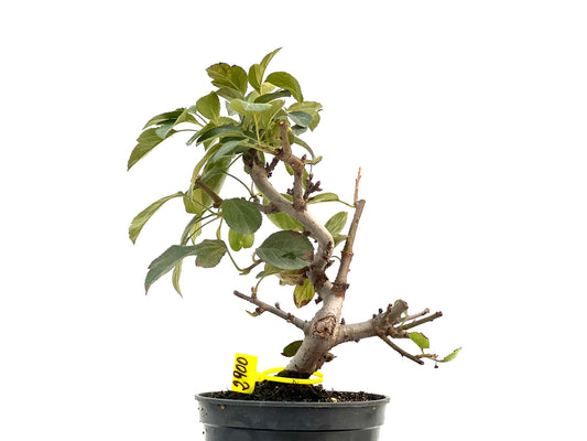 Malus Sargentii 2900