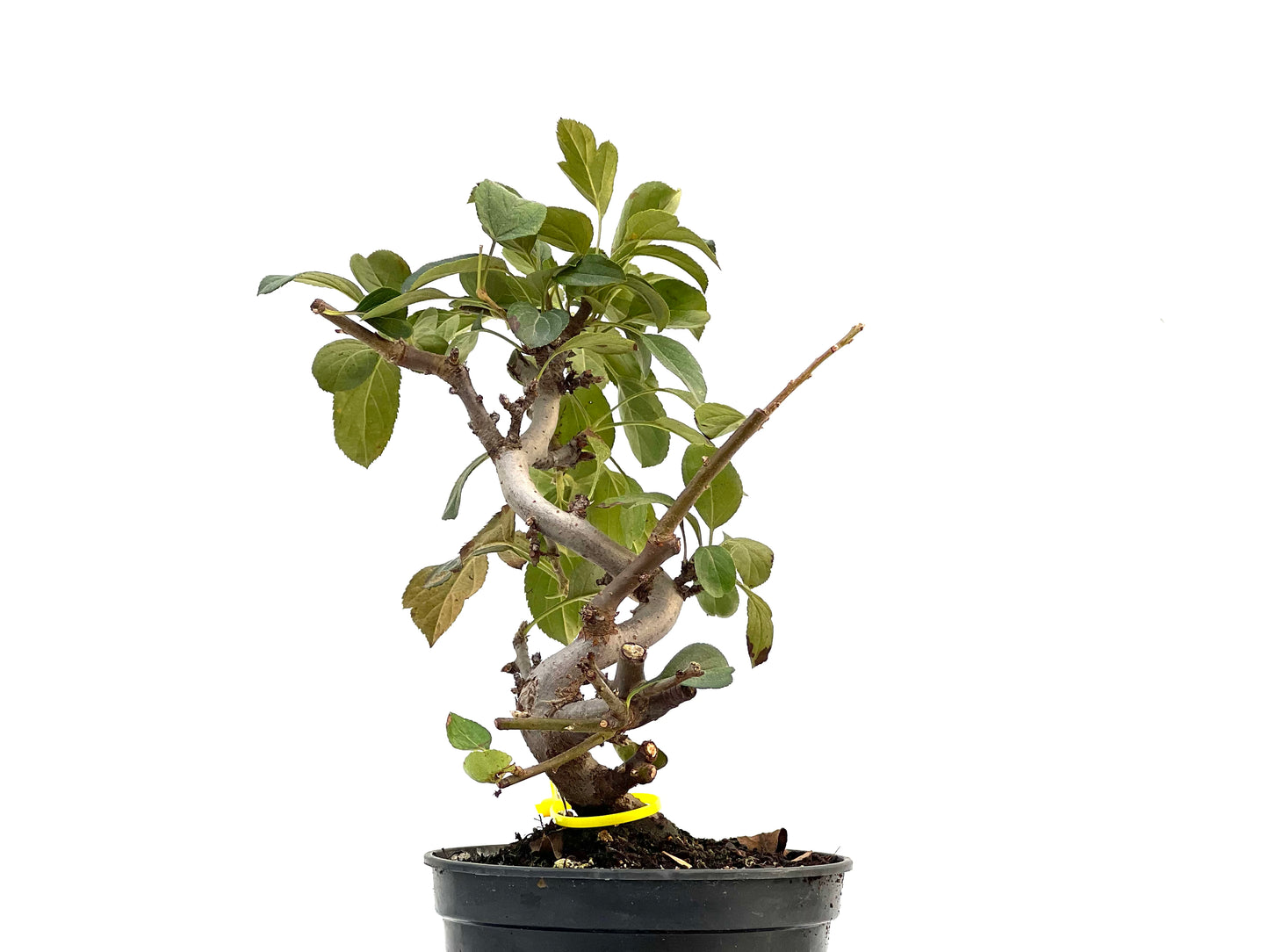 Malus Sargentii 2900