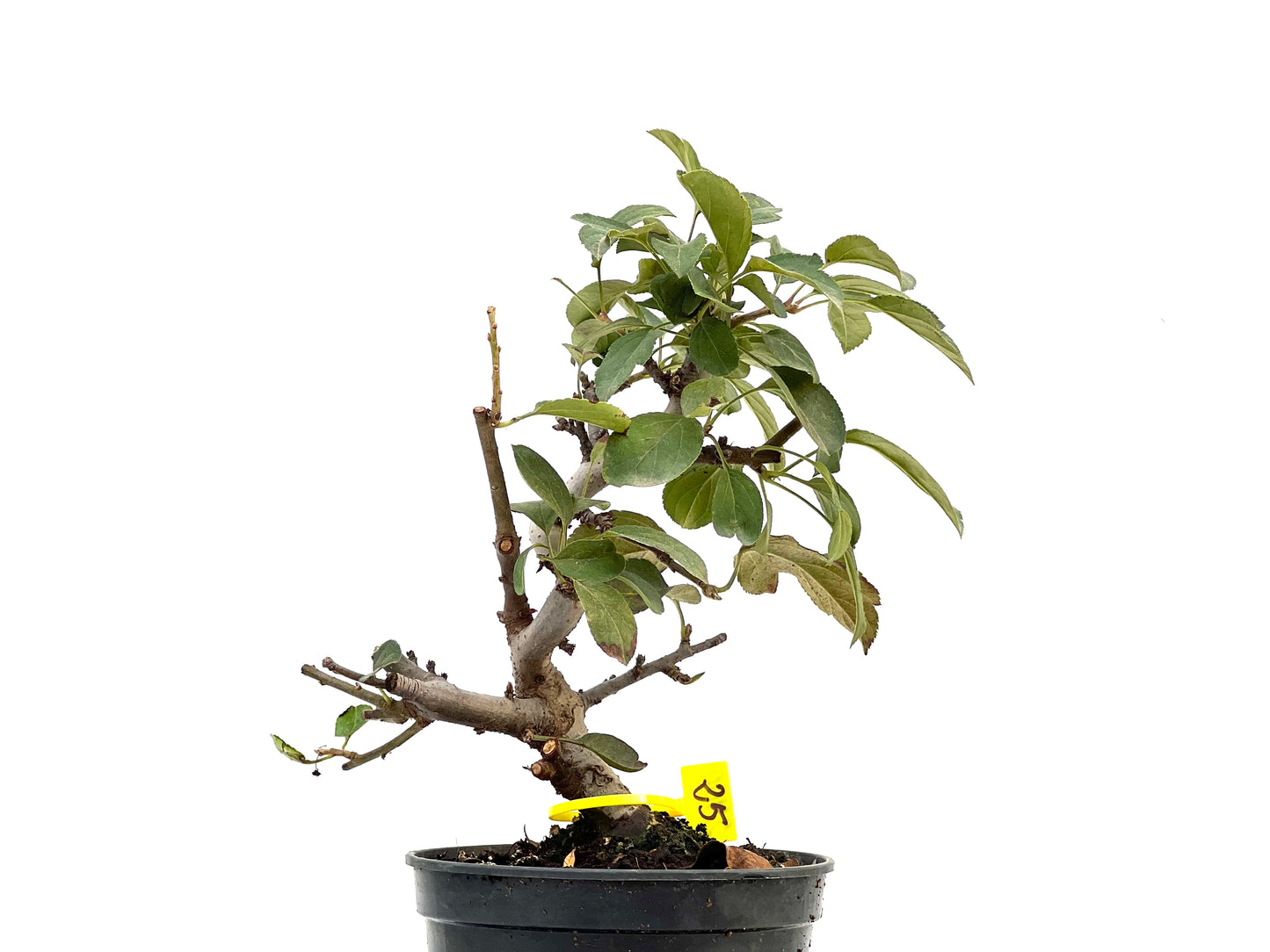 Malus Sargentii 2900