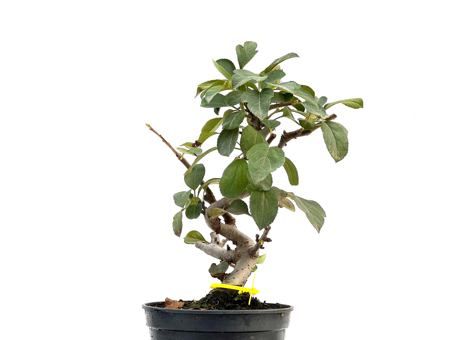 Malus Sargentii 2900