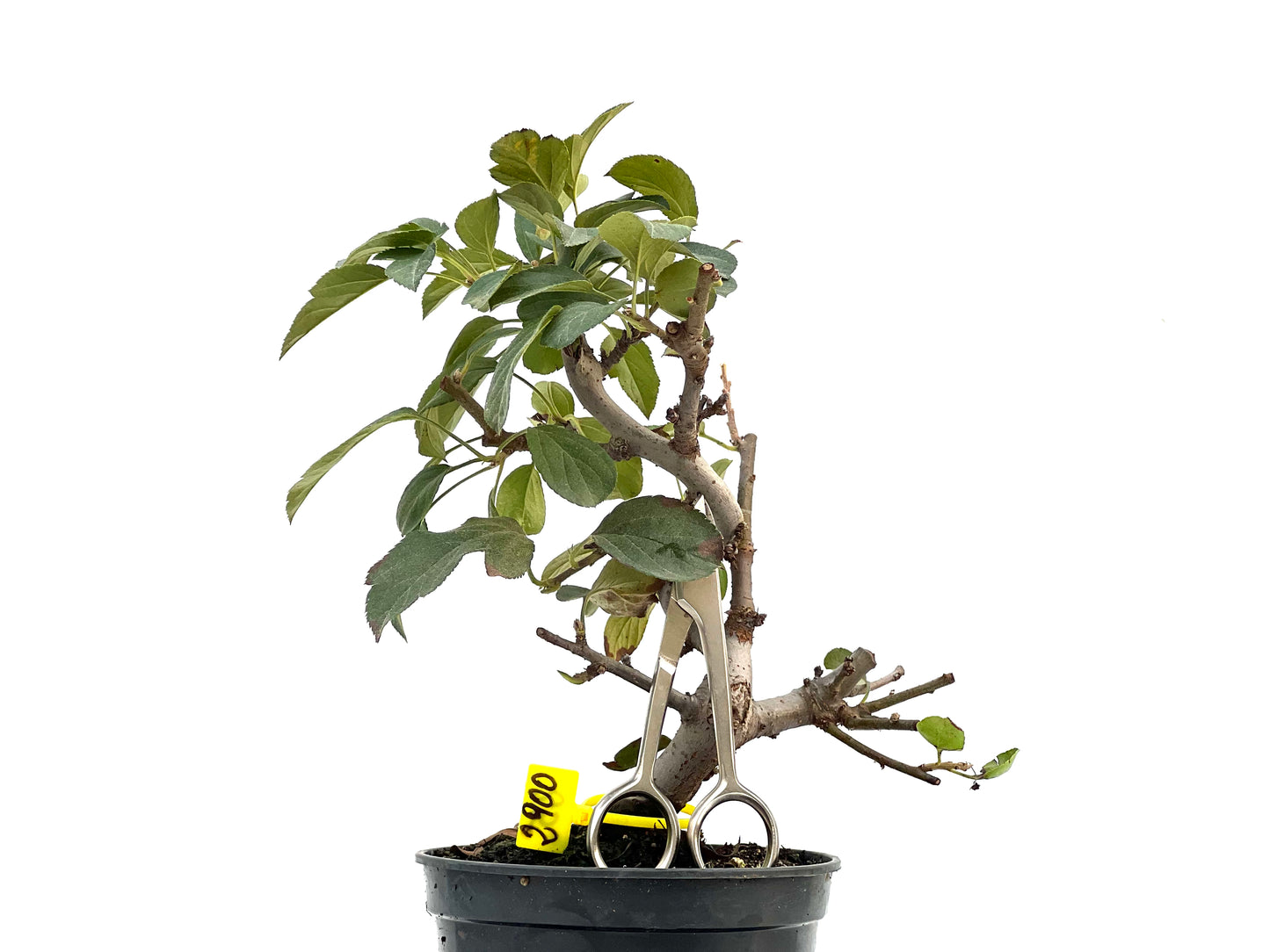 Malus Sargentii 2900