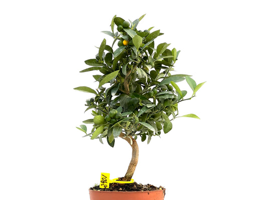 Citrus Kinzu 2901