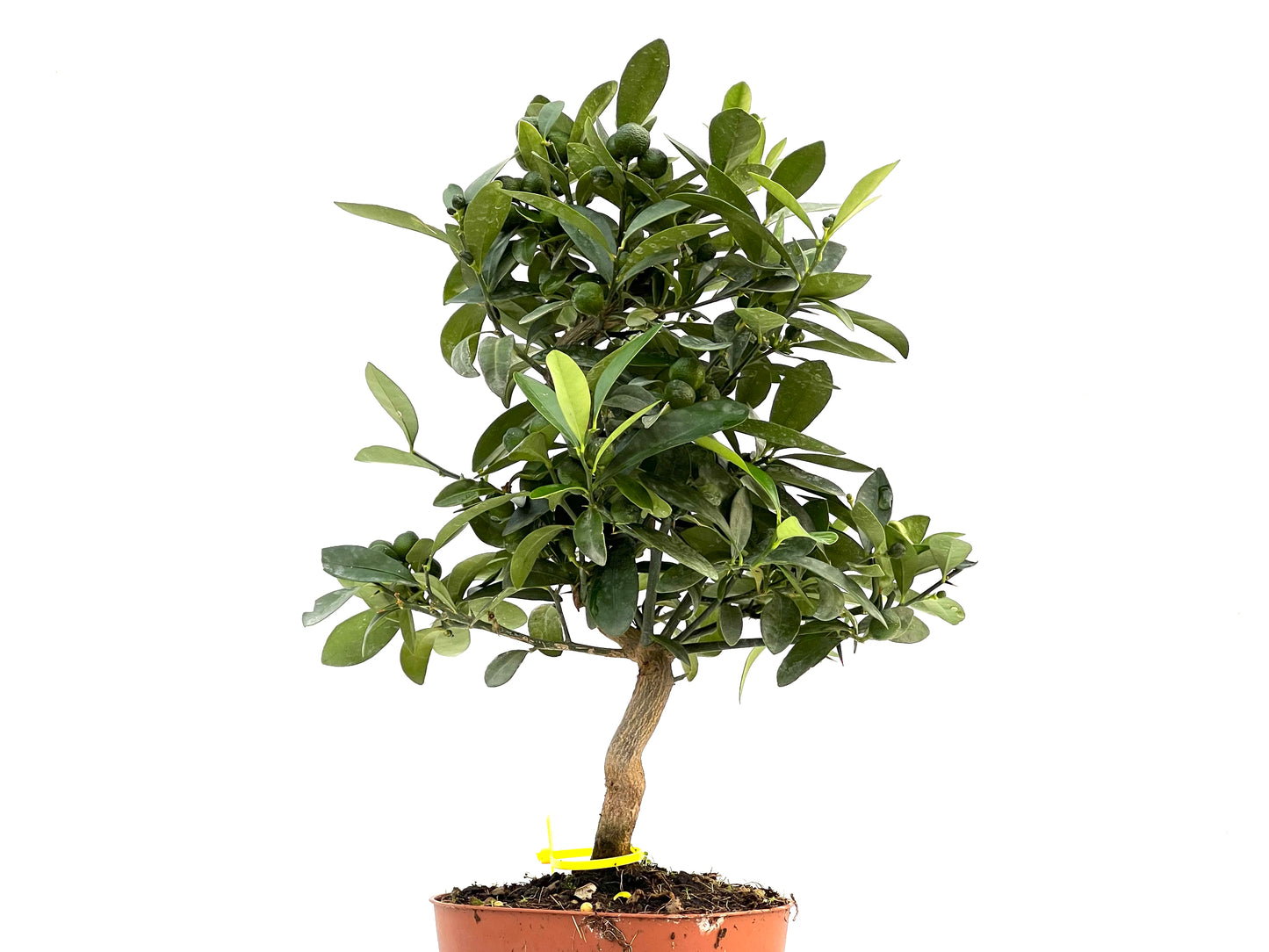 Citrus Kinzu 2901