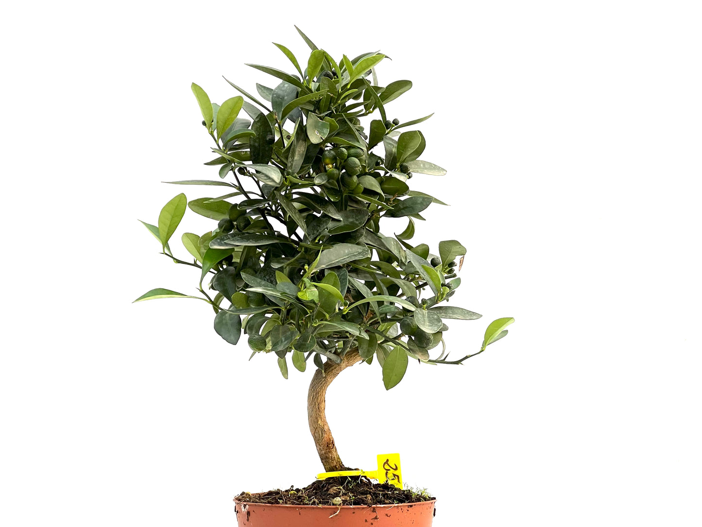 Citrus Kinzu 2901