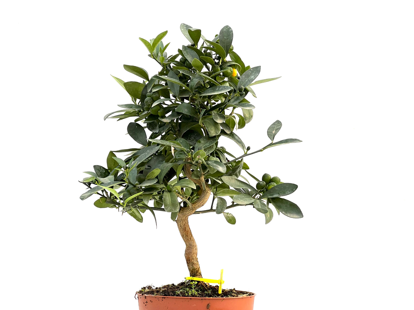 Citrus Kinzu 2901