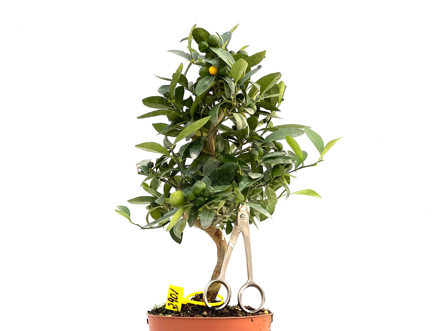Citrus Kinzu 2901