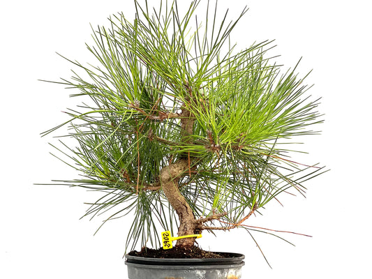 Pinus Thunbergii 2902