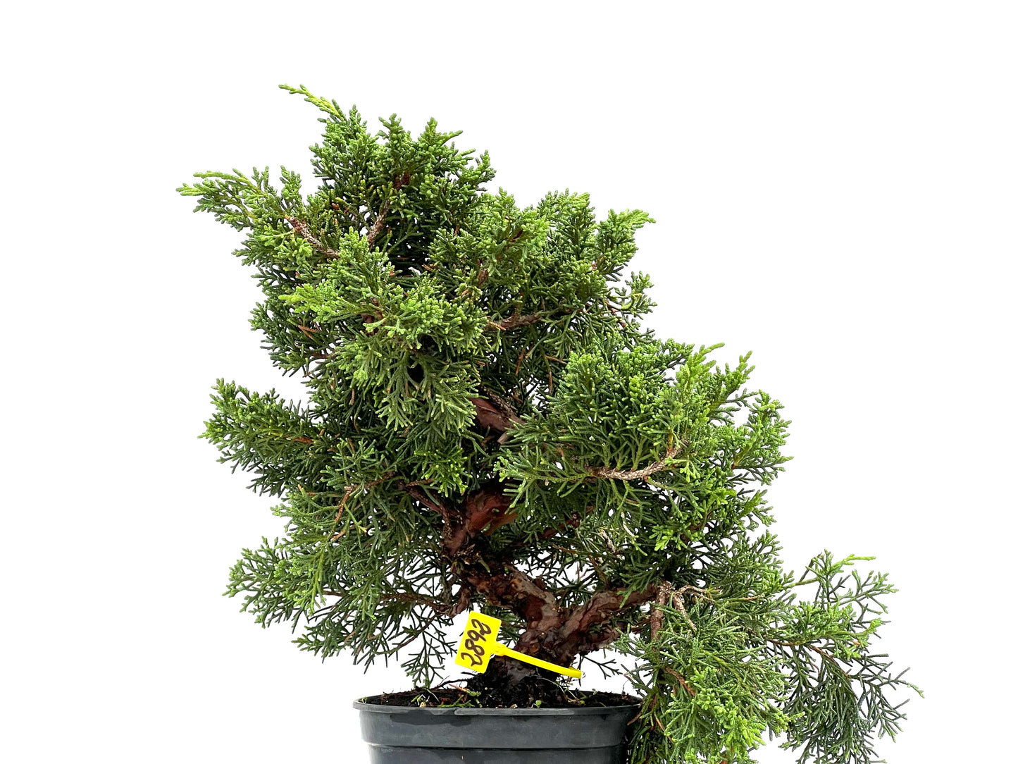 Juniperus Chinensis Kyshu 2892