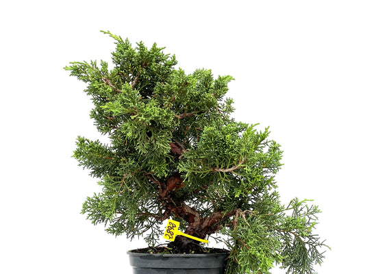 Juniperus Chinensis Kyshu 2892