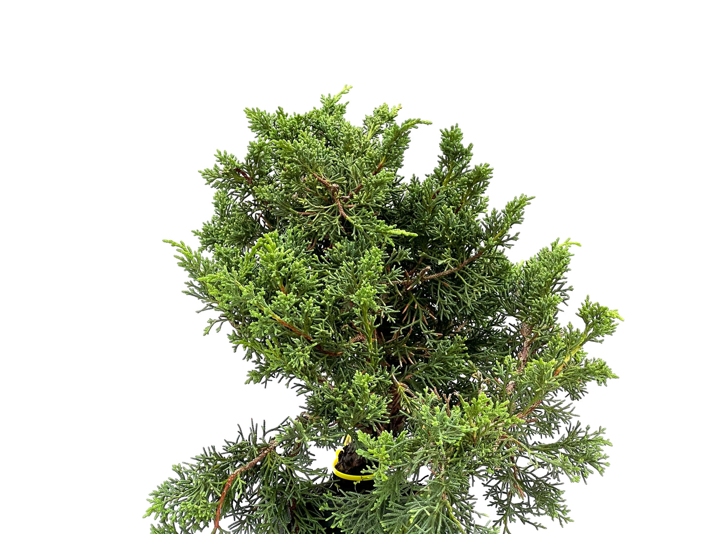 Juniperus Chinensis Kyshu 2892