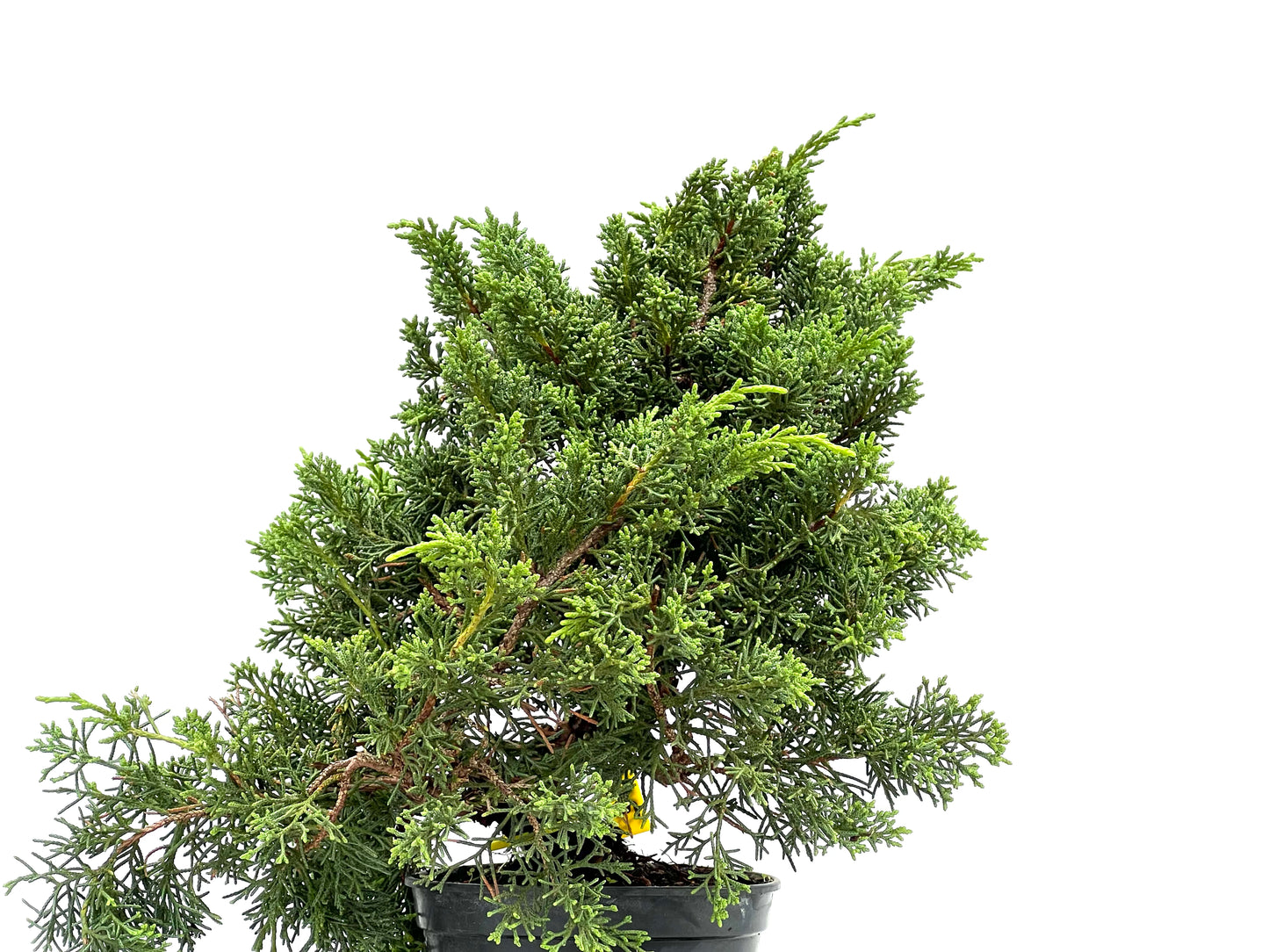 Juniperus Chinensis Kyshu 2892