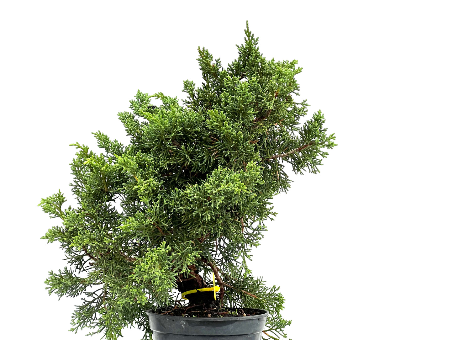 Juniperus Chinensis Kyshu 2892