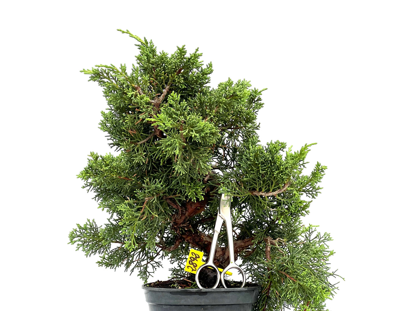 Juniperus Chinensis Kyshu 2892