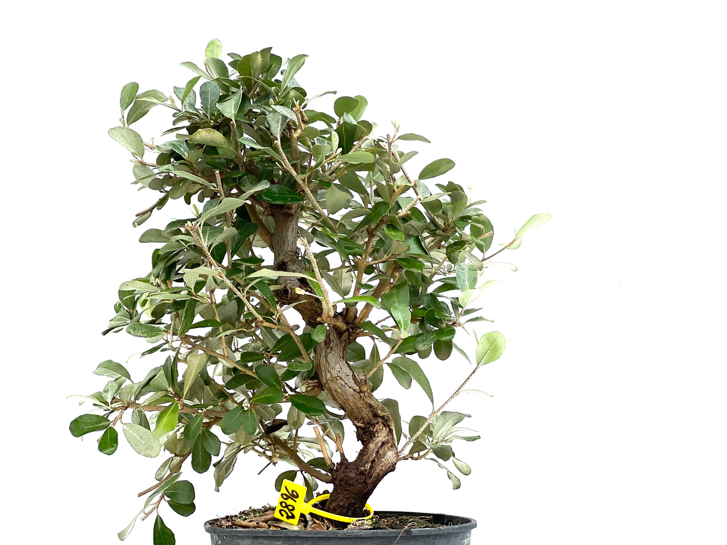 Eleagnus Pungens 2896