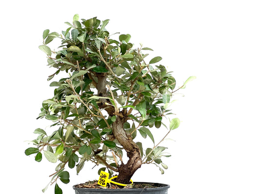 Eleagnus Pungens 2896