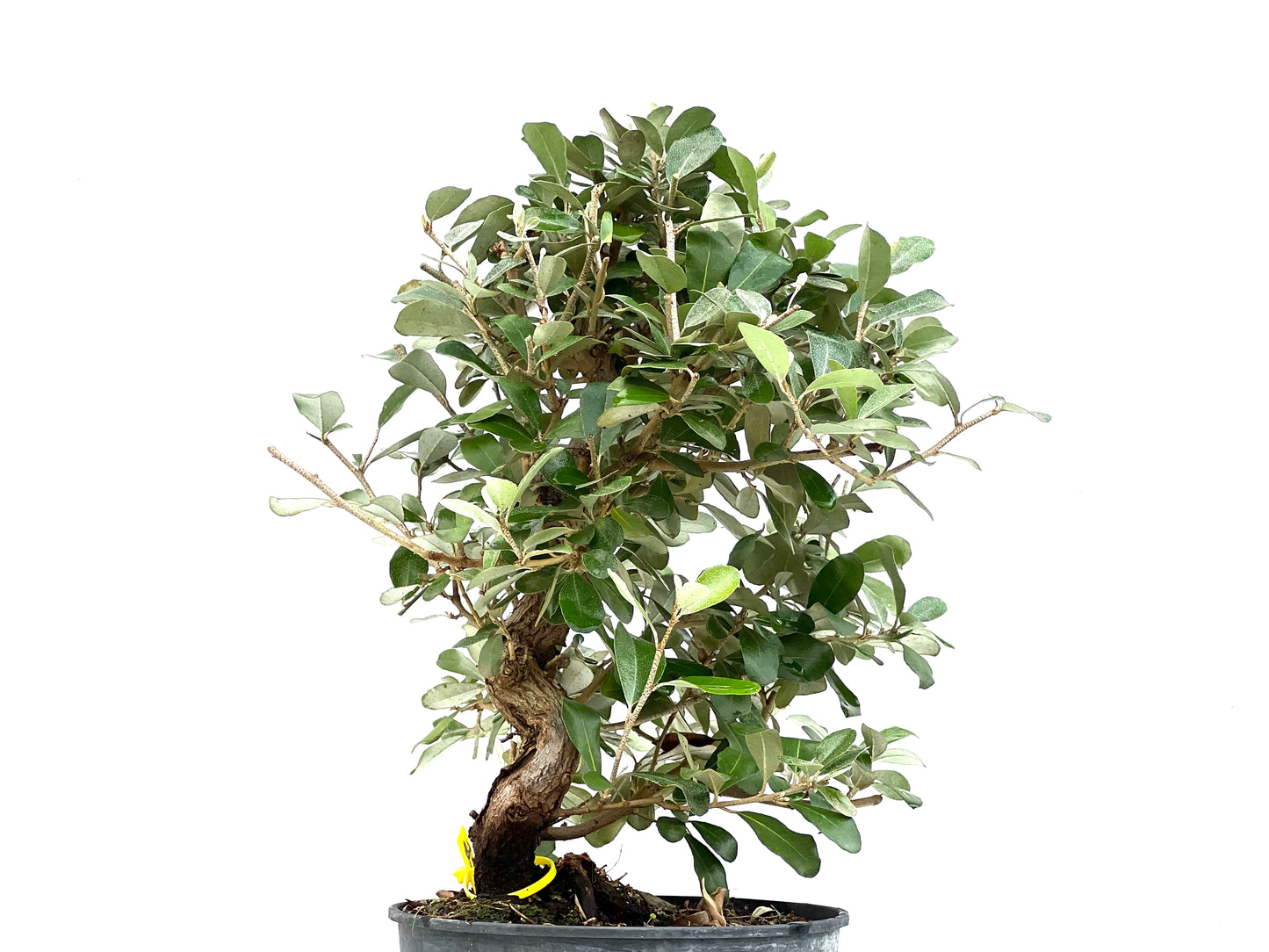 Eleagnus Pungens 2896