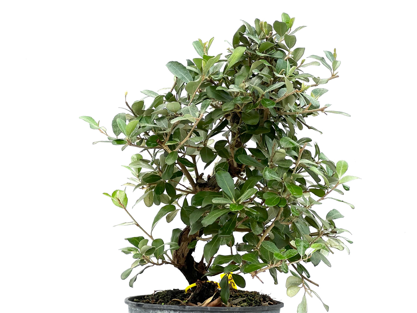 Eleagnus Pungens 2896