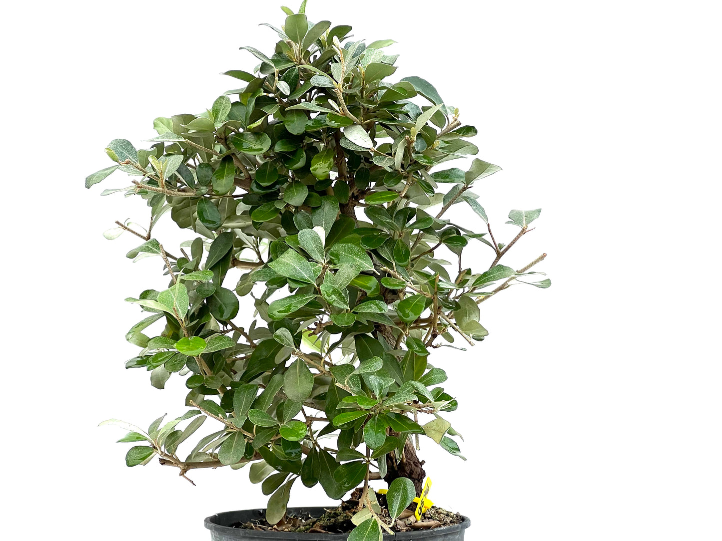 Eleagnus Pungens 2896
