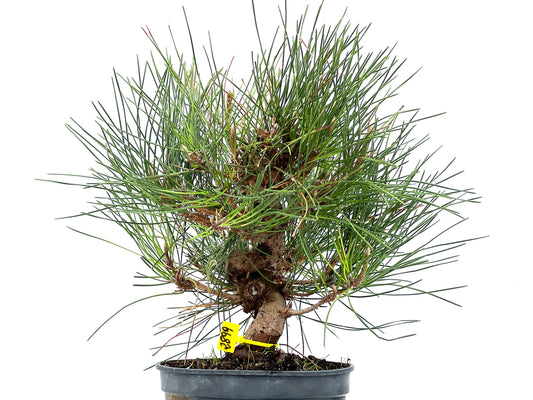 Pinus Thunbergii 2899
